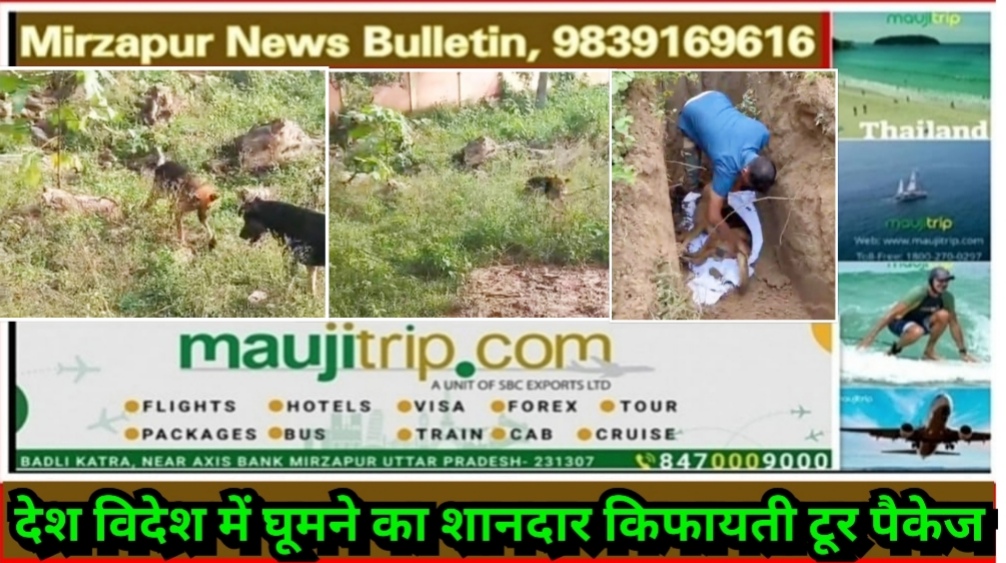 मिर्ज़ापुर विन्ध्याचल क्षेत्र में पालतू कुत्ते ने मालिक के परिवार की जान बचाने लिए कोबरा सांप से घंटो लड़ बचाई जान लड़ाई में दोनों की मौत