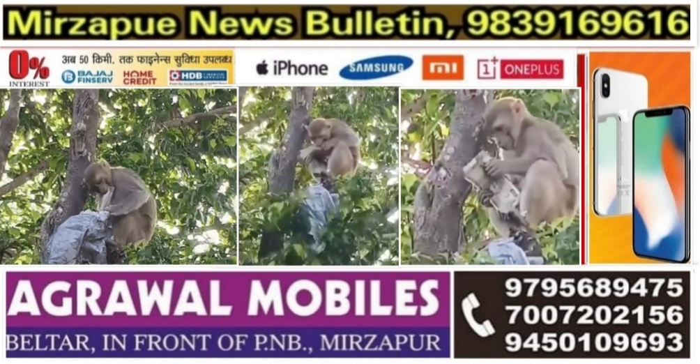 प्रयागराज में एक बंदर ने बाइक की डिग्गी से रुपये से भरा झोला निकाल पेड़ पर चढ़ कर पांच पांच सौ के नोट लुटाये