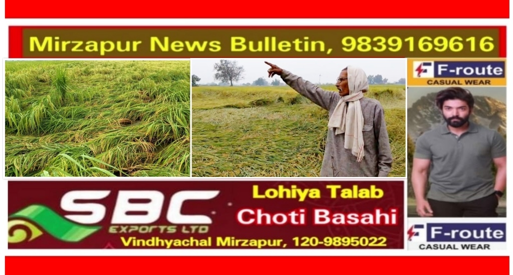 मिर्ज़ापुर में मोंथा चक्रवात से बे-मौसम बारिश से किसानों की फसलों को नुकसान बारिश ने ठंड का कराया एहसास