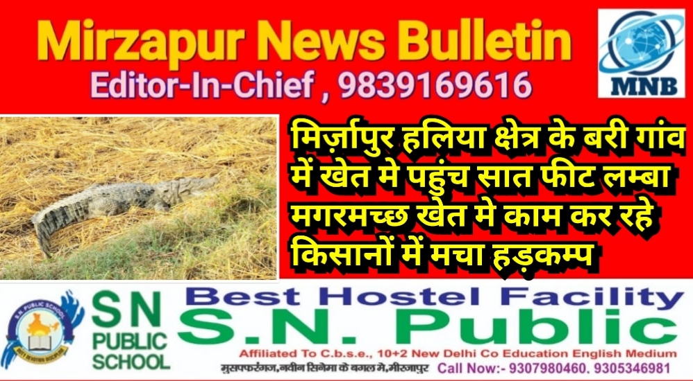 मिर्ज़ापुर हलिया क्षेत्र के बरी गांव में खेत मे पहुंच सात फीट लम्बा मगरमच्छ खेत मे काम कर रहे किसानों में मचा हड़कम्प