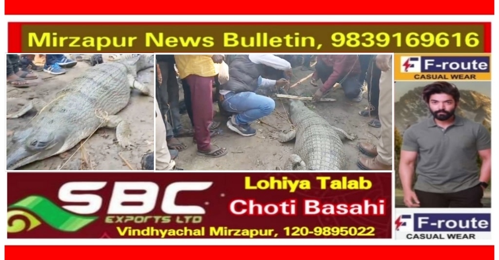 मिर्ज़ापुर जिगना क्षेत्र में गंगानदी किनारे विशालकाय घड़ियाल को देख मचा हड़कम्प वन विभाग ने किया रिस्क्यु