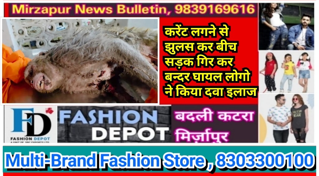 मिर्ज़ापुर नगर के बुंदेलखंडी वार्ड मे एक बंदर को बिजली पोल पर लगा करंट घायल बन्दर झुलस कर सड़क पर गिरा