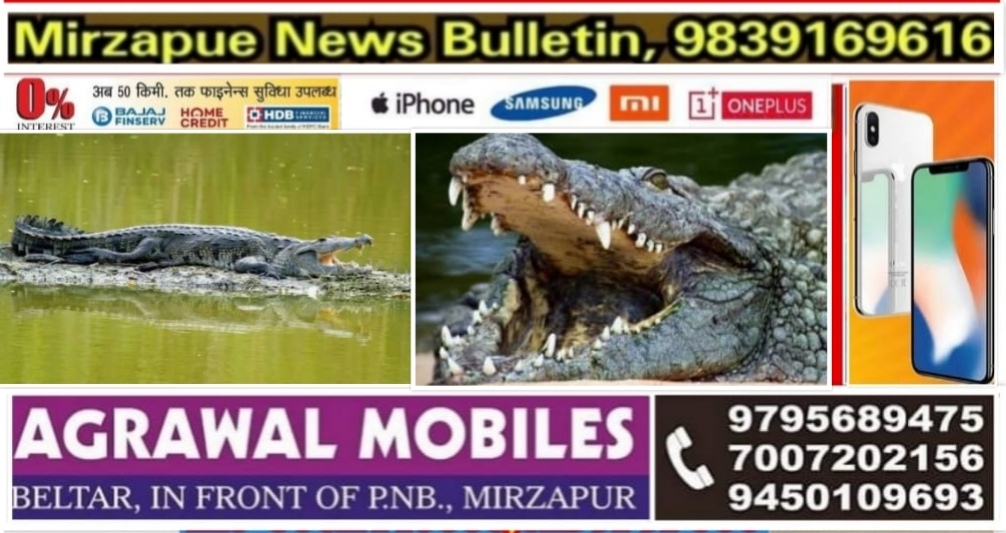 मिर्ज़ापुर मड़िहान क्षेत्र के एक तालाब में मगरमच्छ का आतंक ग्रामीणों में खौफ पानी पीने वाली भेड़ बकरी को बना रहा निशाना