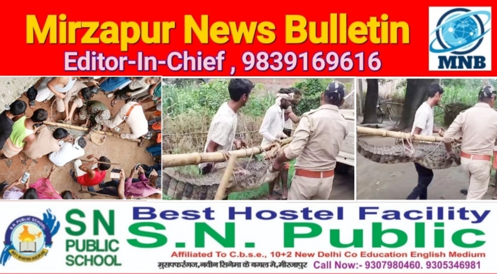 मिर्ज़ापुर हलिया क्षेत्र के रिहायशी बस्ती में घुसा सात फीट लंबा विशालकाय मगरमच्छ क्षेत्र में मची अफरा तफरी