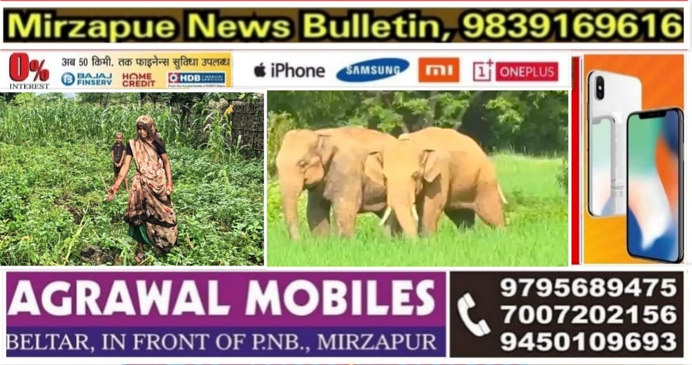 मिर्ज़ापुर ड्रमंडगंज क्षेत्र में उत्पाद मचाने के बाद हाथियों का जोड़ा प्रयागराज बैठकवा जंगल की ओर बढ़ा GPS ट्रैकर से हो रही निगरानी