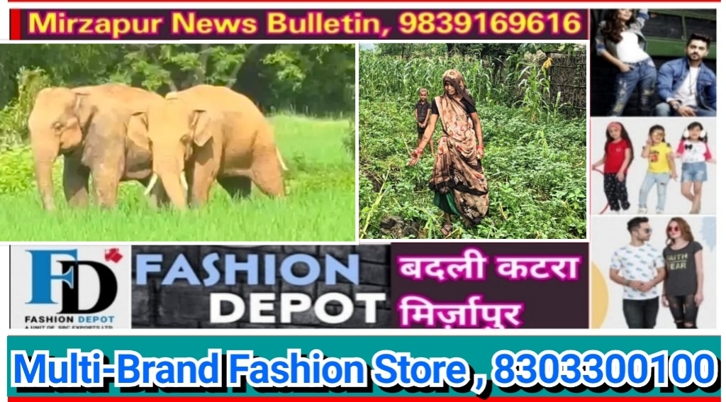 मिर्ज़ापुर ड्रमंडगंज क्षेत्र के लहुरियादह में प्रयागराज के जंगलों से फिर लौटा हाथियों का जोड़ा मचाया उत्पात