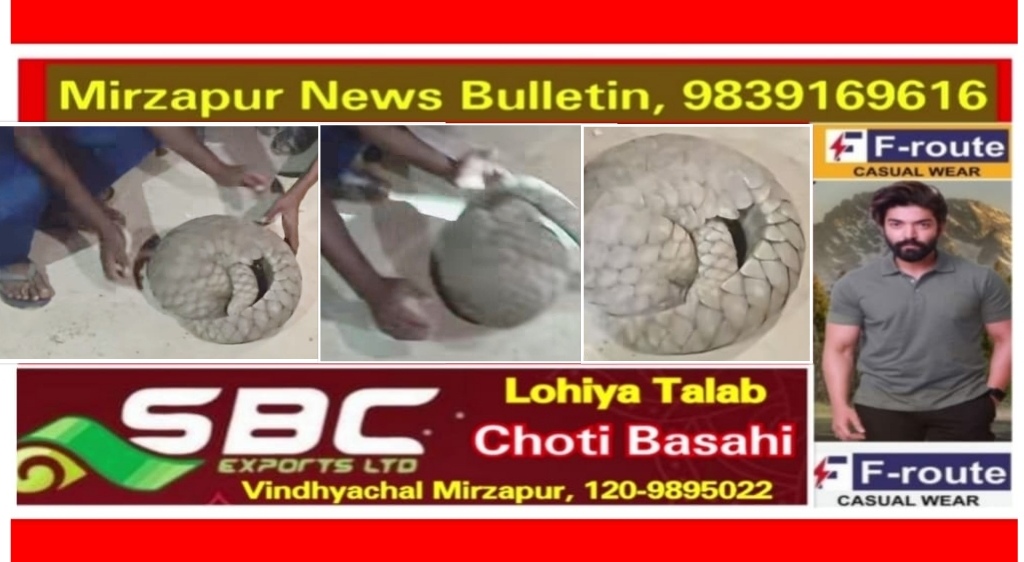 मिर्ज़ापुर लालगंज क्षेत्र में दुर्लभ पैंगोलिन मिलने पर देखने वालो की लगी भीड़ अन्तराष्ट्रीय बाजार में कीमत करीब 3 करोड़